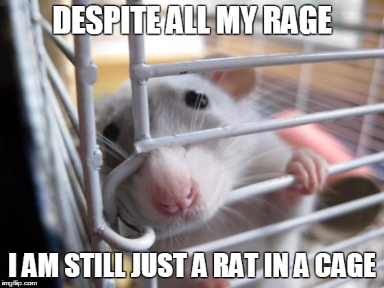 Rat in a Cage | DESPITE ALL MY RAGE I AM STILL JUST A RAT IN A CAGE | image tagged in rat in a cage | made w/ Imgflip meme maker