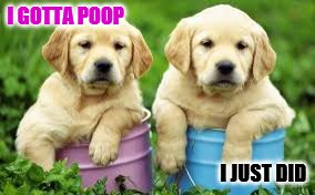 Pail o' Poopin' Pups | I GOTTA POOP; I JUST DID | image tagged in puppy,puppy poop,humor memes | made w/ Imgflip meme maker