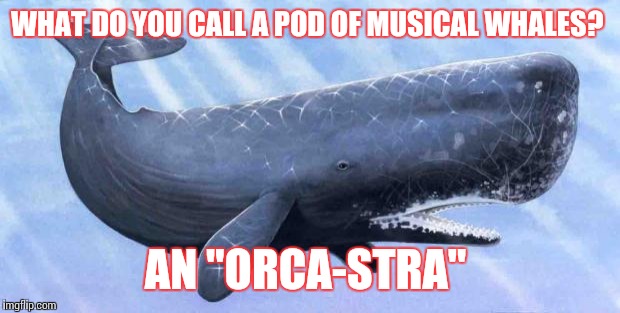 sperm whale | WHAT DO YOU CALL A POD OF MUSICAL WHALES? AN "ORCA-STRA" | image tagged in sperm whale | made w/ Imgflip meme maker