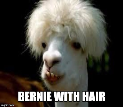 BERNIE WITH HAIR | made w/ Imgflip meme maker