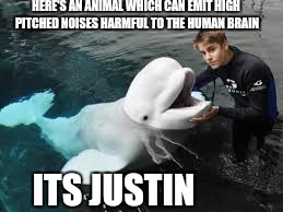 Justin | HERE'S AN ANIMAL WHICH CAN EMIT HIGH PITCHED NOISES HARMFUL TO THE HUMAN BRAIN; ITS JUSTIN | image tagged in justin bieber,memes | made w/ Imgflip meme maker