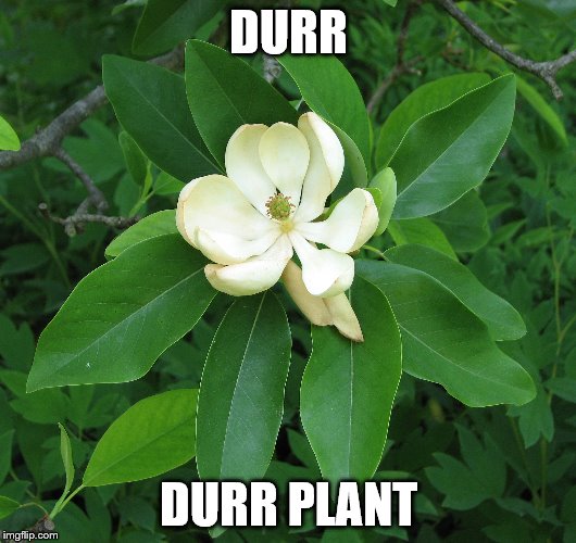 Durr plant | DURR; DURR PLANT | image tagged in meme,ihe,durr plant,plant,dontmakeaiheoutofthismeme | made w/ Imgflip meme maker