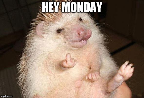 You know what to do if you feel the same. | HEY MONDAY | image tagged in hedghog flipoff,memes,monday | made w/ Imgflip meme maker
