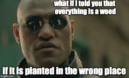 Matrix Morpheus Meme | what if I told you that everything is a weed if it is planted in the wrong place | image tagged in memes,matrix morpheus | made w/ Imgflip meme maker
