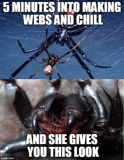 image tagged in black widow,spider | made w/ Imgflip meme maker