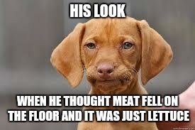 Disappointed Dog | HIS LOOK; WHEN HE THOUGHT MEAT FELL ON THE FLOOR AND IT WAS JUST LETTUCE | image tagged in disappointed dog | made w/ Imgflip meme maker
