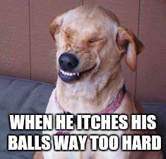 funny dog | WHEN HE ITCHES HIS BALLS WAY TOO HARD | image tagged in funny dog | made w/ Imgflip meme maker