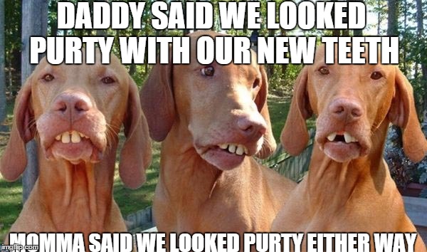 REDNECK DOGGY DENTURES ANYONE? | DADDY SAID WE LOOKED PURTY WITH OUR NEW TEETH; MOMMA SAID WE LOOKED PURTY EITHER WAY | image tagged in dogs,memes,lolz | made w/ Imgflip meme maker