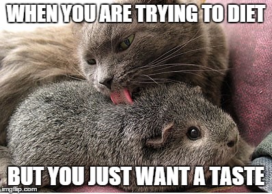Just One Taste... | WHEN YOU ARE TRYING TO DIET; BUT YOU JUST WANT A TASTE | image tagged in dieting cat | made w/ Imgflip meme maker