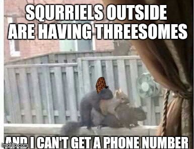 Squirrel threesome | SQURRIELS OUTSIDE ARE HAVING THREESOMES; AND I CAN'T GET A PHONE NUMBER | image tagged in squirrel | made w/ Imgflip meme maker