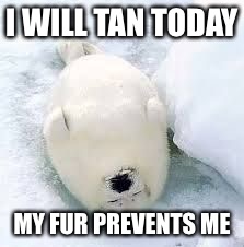 sleepy seal | I WILL TAN TODAY; MY FUR PREVENTS ME | image tagged in sleepy seal | made w/ Imgflip meme maker