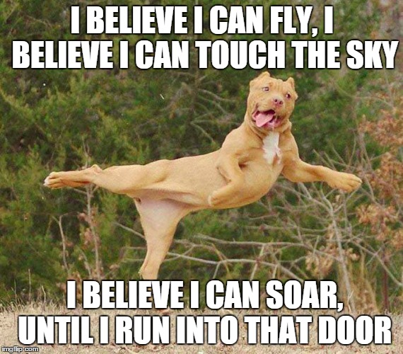 R Kelly's Dog after hitting the Reefer | I BELIEVE I CAN FLY, I BELIEVE I CAN TOUCH THE SKY; I BELIEVE I CAN SOAR, UNTIL I RUN INTO THAT DOOR | image tagged in funny dogs,dogsmile2,memes | made w/ Imgflip meme maker