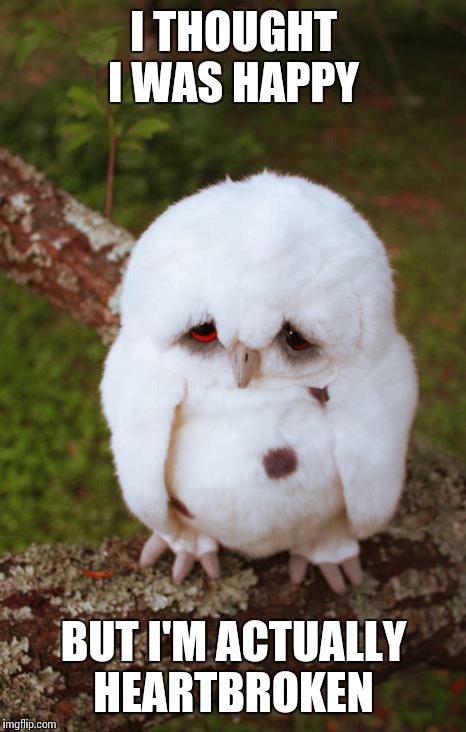 sad owl | I THOUGHT I WAS HAPPY; BUT I'M ACTUALLY HEARTBROKEN | image tagged in sad owl | made w/ Imgflip meme maker