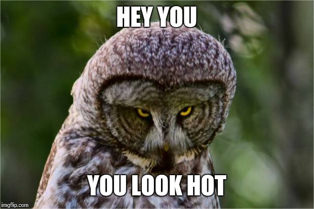 Seriously Owl | HEY YOU; YOU LOOK HOT | image tagged in seriously owl | made w/ Imgflip meme maker