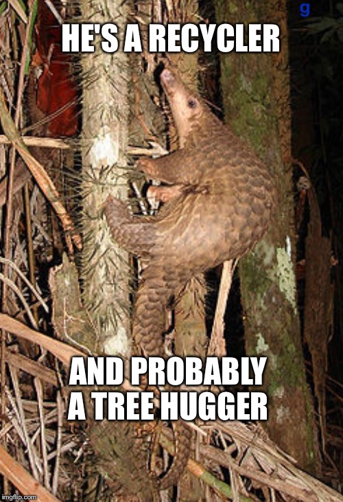 HE'S A RECYCLER AND PROBABLY A TREE HUGGER | image tagged in pangolin hugging tree | made w/ Imgflip meme maker