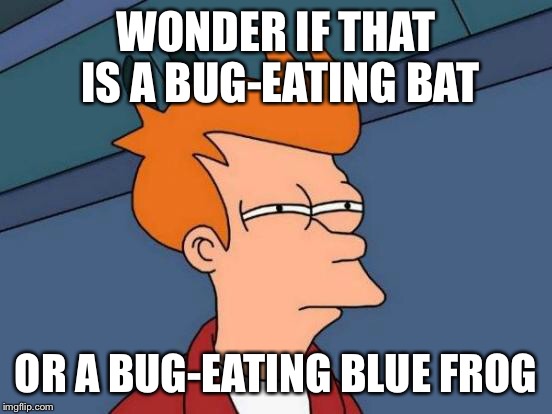 Futurama Fry Meme | WONDER IF THAT IS A BUG-EATING BAT OR A BUG-EATING BLUE FROG | image tagged in memes,futurama fry | made w/ Imgflip meme maker