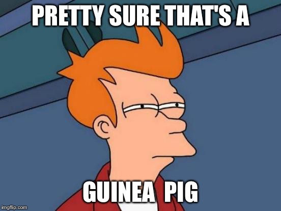 Futurama Fry Meme | PRETTY SURE THAT'S A GUINEA  PIG | image tagged in memes,futurama fry | made w/ Imgflip meme maker