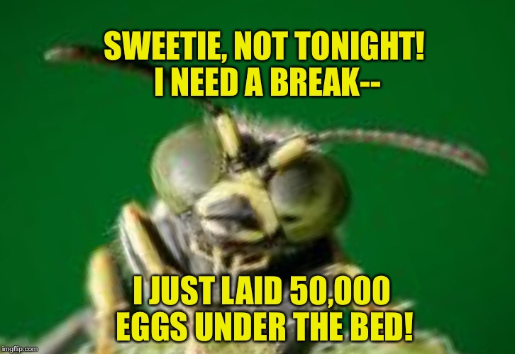 MR GREEN BUG | SWEETIE, NOT TONIGHT! I NEED A BREAK--; I JUST LAID 50,000 EGGS UNDER THE BED! | image tagged in mr green bug | made w/ Imgflip meme maker