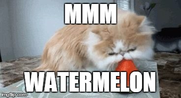 Watermelon Cat | MMM; WATERMELON | image tagged in watermeloncat,cat,eating,watermelon,cute | made w/ Imgflip meme maker