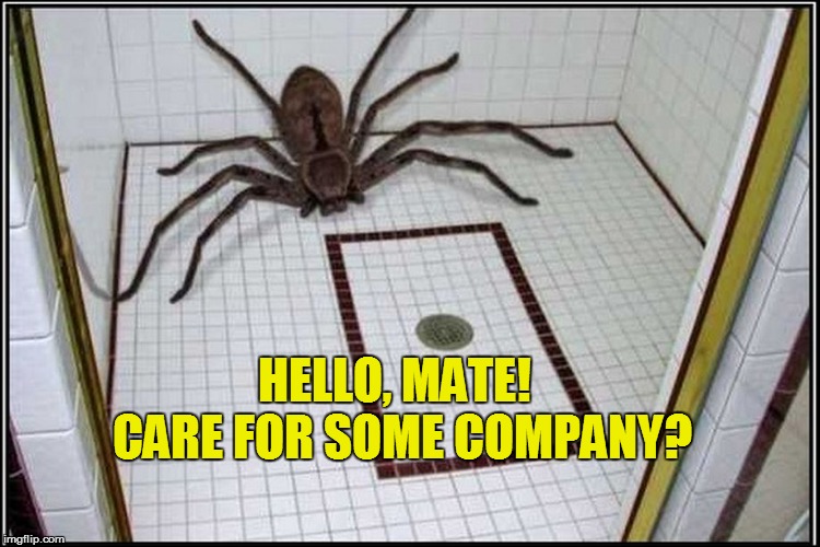 CARE FOR SOME COMPANY? HELLO, MATE! | made w/ Imgflip meme maker