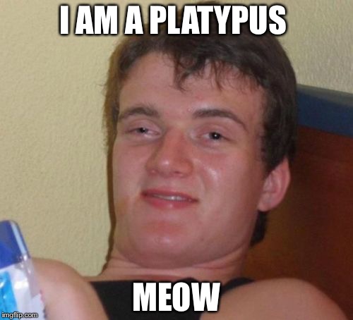10 Guy Meme | I AM A PLATYPUS; MEOW | image tagged in memes,10 guy | made w/ Imgflip meme maker