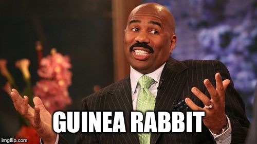 Steve Harvey Meme | GUINEA RABBIT | image tagged in memes,steve harvey | made w/ Imgflip meme maker