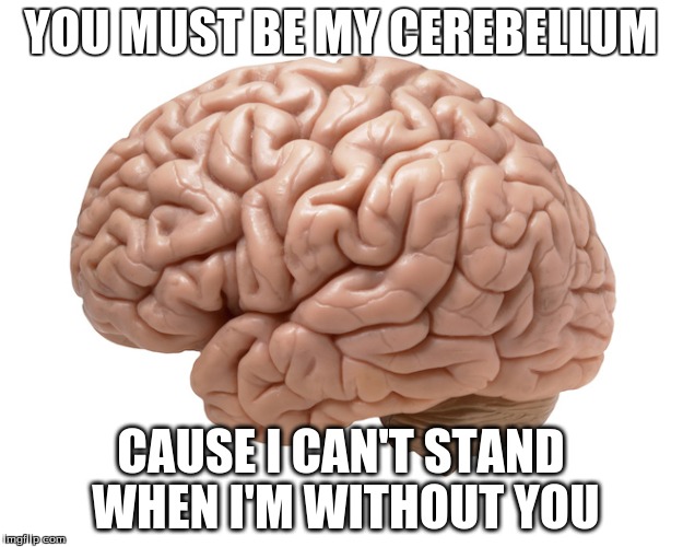 YOU MUST BE MY CEREBELLUM; CAUSE I CAN'T STAND WHEN I'M WITHOUT YOU | image tagged in brain,cerebellum,hprinsen,psychproject | made w/ Imgflip meme maker