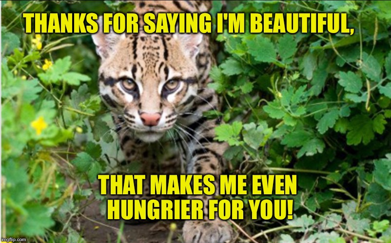 THANKS FOR SAYING I'M BEAUTIFUL, THAT MAKES ME EVEN HUNGRIER FOR YOU! | image tagged in ocelot scoping | made w/ Imgflip meme maker