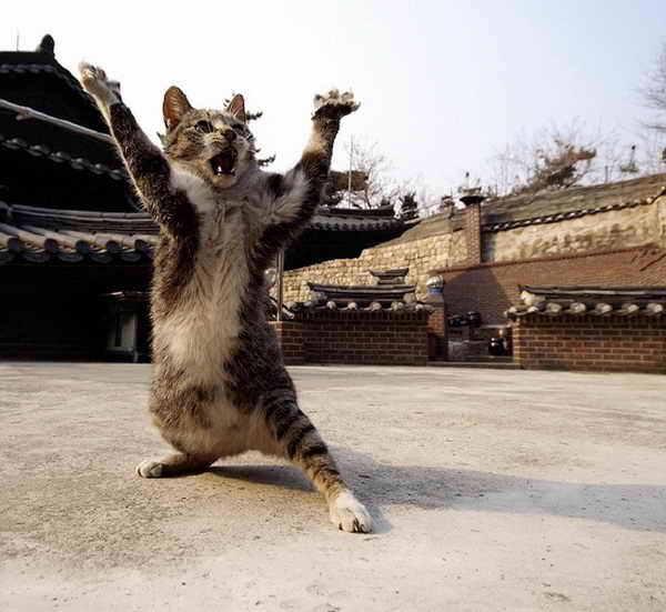High Quality Ninja cat in stance Blank Meme Template