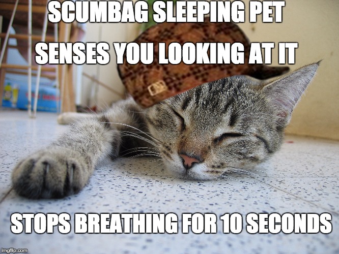 SCUMBAG SLEEPING PET; SENSES YOU LOOKING AT IT; STOPS BREATHING FOR 10 SECONDS | made w/ Imgflip meme maker