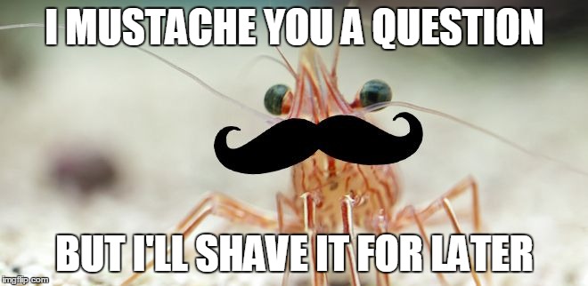 shrimpmoustache | I MUSTACHE YOU A QUESTION; BUT I'LL SHAVE IT FOR LATER | image tagged in shrimpmoustache | made w/ Imgflip meme maker