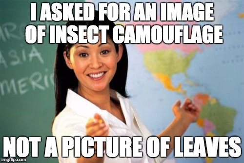 Lazy project Grade, just thought of it during our assignment! | I ASKED FOR AN IMAGE OF INSECT CAMOUFLAGE; NOT A PICTURE OF LEAVES | image tagged in memes,unhelpful high school teacher | made w/ Imgflip meme maker