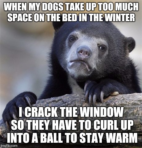 Confession Bear Meme | WHEN MY DOGS TAKE UP TOO MUCH SPACE ON THE BED IN THE WINTER; I CRACK THE WINDOW SO THEY HAVE TO CURL UP INTO A BALL TO STAY WARM | image tagged in memes,confession bear | made w/ Imgflip meme maker
