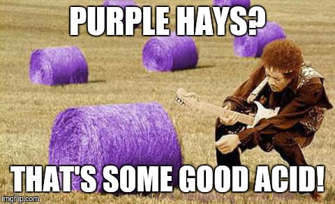 Hay!  | PURPLE HAYS? THAT'S SOME GOOD ACID! | image tagged in hay,bale,jimi hendrix,purple | made w/ Imgflip meme maker