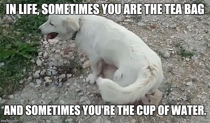 You win this round fido. | IN LIFE, SOMETIMES YOU ARE THE TEA BAG; AND SOMETIMES YOU'RE THE CUP OF WATER. | image tagged in dogs an cats,cat meme,dog vs cat,teabaggers,funny cat memes,funny dogs | made w/ Imgflip meme maker