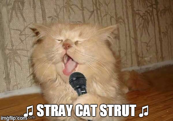 ♫ STRAY CAT STRUT ♫ | made w/ Imgflip meme maker