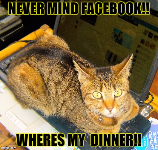 dinner | NEVER MIND FACEBOOK!! WHERES MY  DINNER!! | image tagged in cats | made w/ Imgflip meme maker