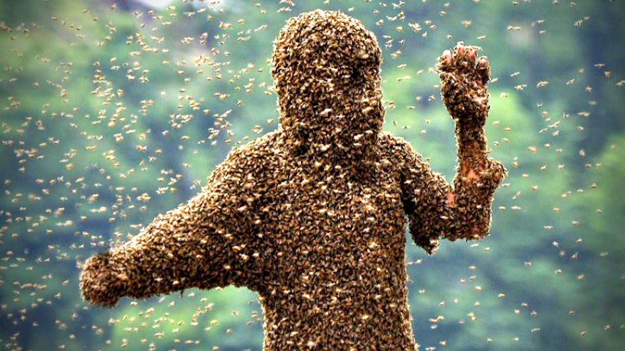 Killer Bees Blank Meme Template