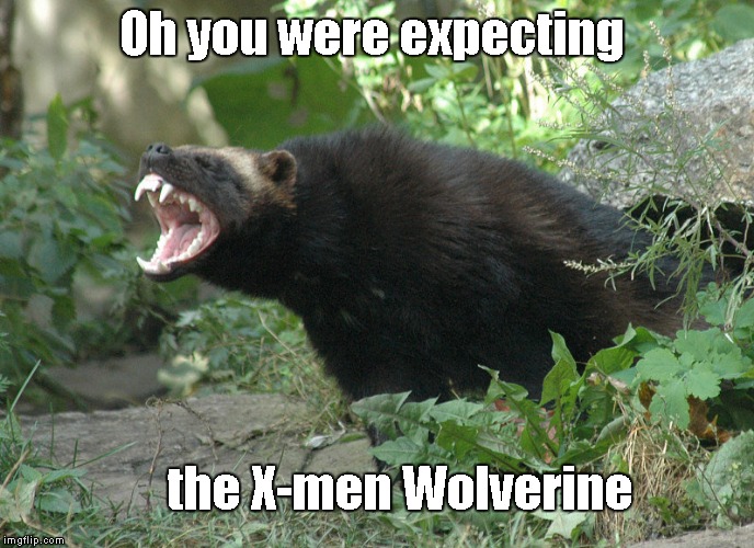 Wolverine | Oh you were expecting; the X-men Wolverine | image tagged in wolverine | made w/ Imgflip meme maker