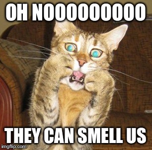 Scared cat | OH NOOOOOOOOO THEY CAN SMELL US | image tagged in scared cat | made w/ Imgflip meme maker