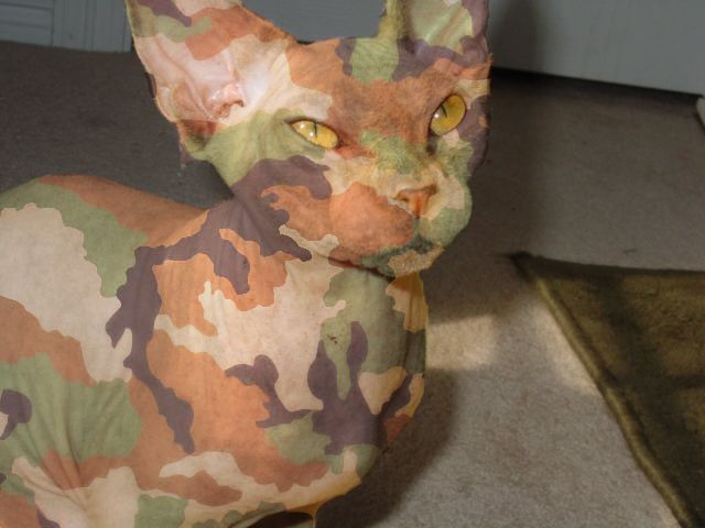 Camo cat Blank Meme Template