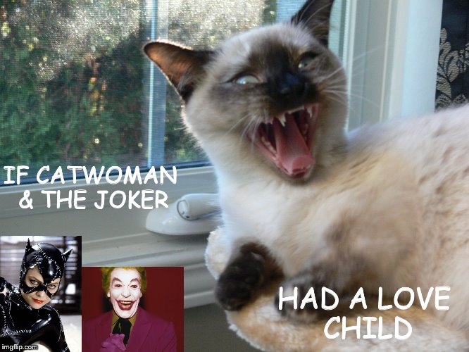 Joking Around!! | IF CATWOMAN & THE JOKER; HAD A LOVE CHILD | image tagged in juniper berry,funny cats,cats,napoleon munchkin,cute cats | made w/ Imgflip meme maker