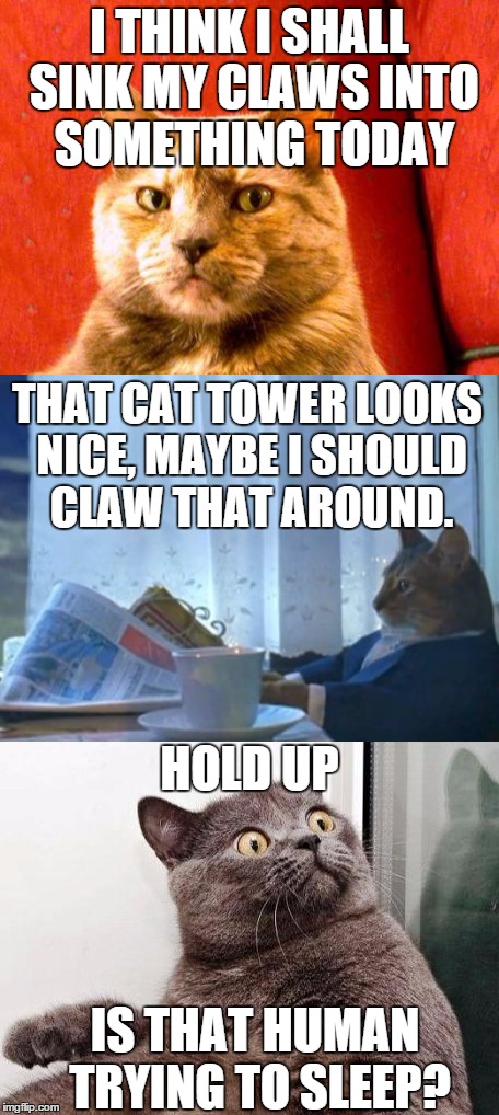 cat doing cat things | I THINK I SHALL SINK MY CLAWS INTO SOMETHING TODAY; THAT CAT TOWER LOOKS NICE, MAYBE I SHOULD CLAW THAT AROUND. HOLD UP; IS THAT HUMAN TRYING TO SLEEP? | image tagged in memes | made w/ Imgflip meme maker