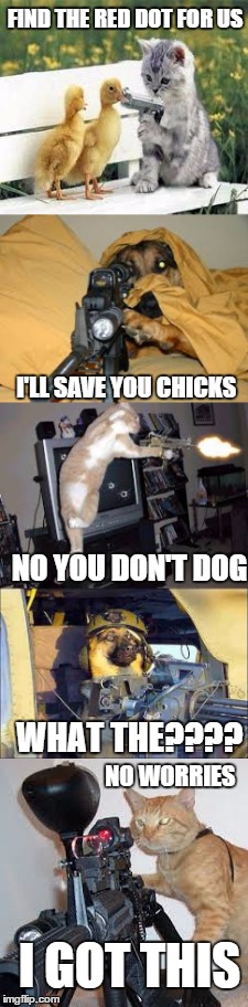 Cats trying to take over |  FIND THE RED DOT FOR US; I'LL SAVE YOU CHICKS; NO YOU DON'T DOG; WHAT THE???? NO WORRIES; I GOT THIS | image tagged in funny,cats,dogs,chicken | made w/ Imgflip meme maker