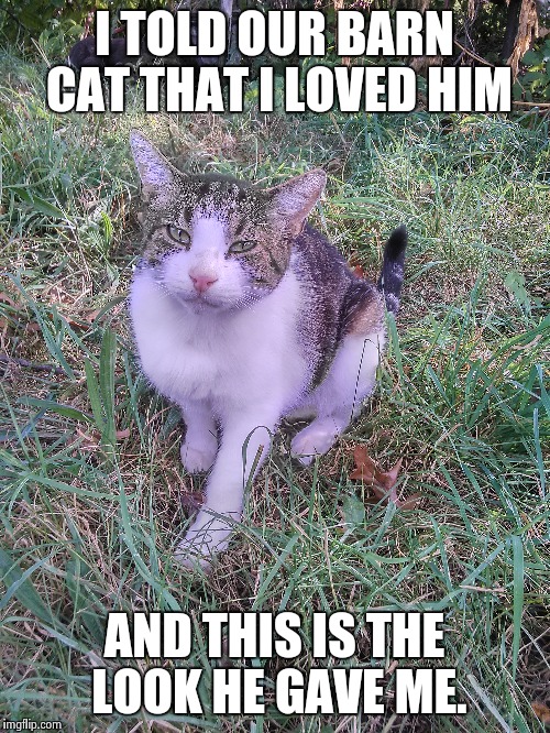 I TOLD OUR BARN CAT THAT I LOVED HIM; AND THIS IS THE LOOK HE GAVE ME. | image tagged in cats | made w/ Imgflip meme maker