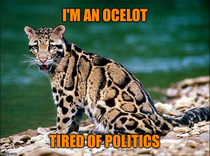 SITTING OCELOT BY WATER | I'M AN OCELOT; TIRED OF POLITICS | image tagged in sitting ocelot by water | made w/ Imgflip meme maker