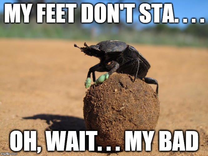 MY FEET DON'T STA. . . . OH, WAIT. . . MY BAD | image tagged in dung beetle 1 | made w/ Imgflip meme maker