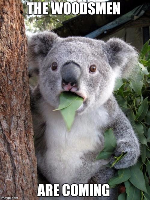 Surprised Koala | THE WOODSMEN; ARE COMING | image tagged in memes,surprised koala | made w/ Imgflip meme maker