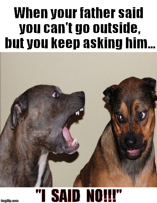 No means NO! | When your father said you can't go outside, but you keep asking him... "I  SAID  NO!!!" | image tagged in funny memes,dogs,dad,no | made w/ Imgflip meme maker