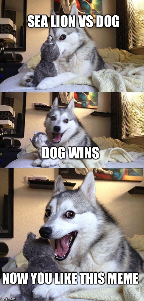 Bad Pun Dog Meme | SEA LION VS DOG; DOG WINS; NOW YOU LIKE THIS MEME | image tagged in memes,bad pun dog | made w/ Imgflip meme maker